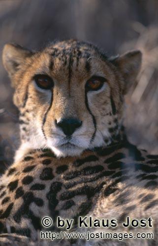 King Cheetah/Acinonyx jubatus jubatus        Imposing Portrait King Cheetah        Captive        