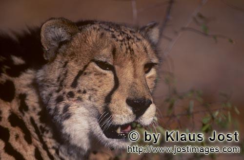 King Cheetah/Acinonyx jubatus jubatus        Portrait big cat King Cheetah        Captive        