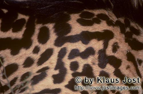 King Cheetah/Acinonyx jubatus jubatus        King Cheetah fur         Captive                    