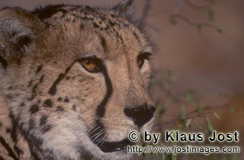 King Cheetah/Acinonyx jubatus jubatus        Portrait Big Cat King cheetah        Captive                    