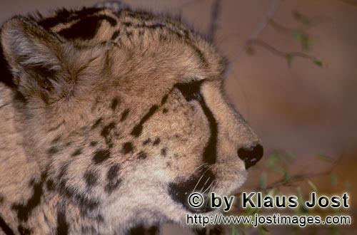 King Cheetah/Acinonyx jubatus jubatus        Side head portrait King Cheetah        Captive        