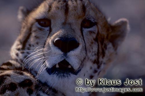 King Cheetah/Acinonyx jubatus jubatus        Head portrait of King Cheetah         Captive                