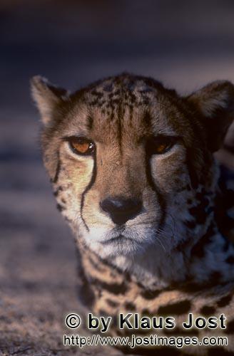 King Cheetah/Koenigsgepard/Acinonyx jubatus    Koenigsgepard Portraet  King cheetah portrait  Captive    