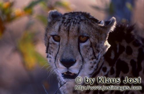 King Cheetah/Acinonyx jubatus jubatus        Close-up King Cheetah        Captive                    