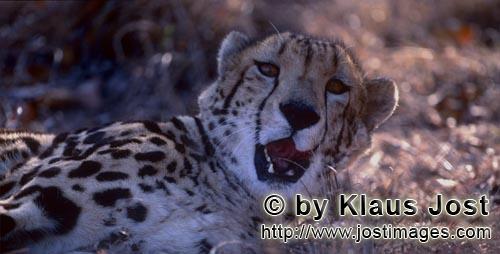 King Cheetah/Acinonyx jubatus jubatus        Surprised King Cheetah        Captive                