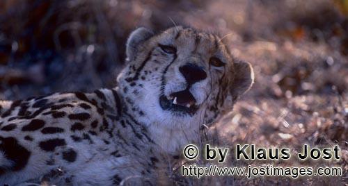 King Cheetah/Acinonyx jubatus jubatus        King Cheetah looks up        Captive        