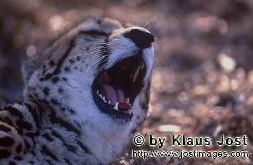 King Cheetah/Koenigsgepard/Acinonyx jubatus    Koenigsgepard Portraet  King cheetah portrait  Captive    