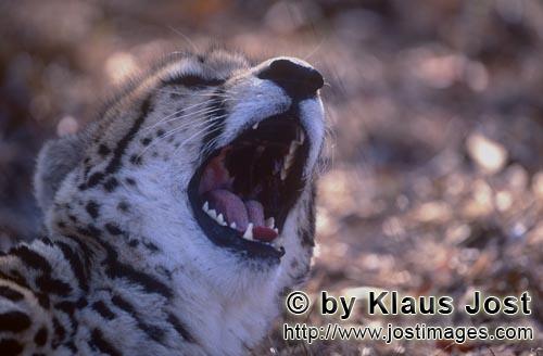 King Cheetah/Acinonyx jubatus jubatus        The throat of the King Cheetah         Captive        