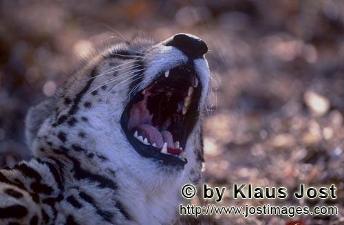 King Cheetah/Acinonyx jubatus jubatus        King Cheetah throat         Captive        