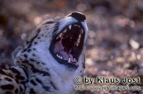 King Cheetah/Acinonyx jubatus jubatus        View of the King Cheetah throat        Captive                  