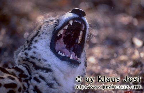 King Cheetah/Acinonyx jubatus jubatus        King Cheetah showing its teeth        Captive                