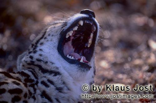 King Cheetah/Acinonyx jubatus jubatus        Wide torn King Cheetah throat        Captive                    