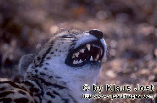 King Cheetah/Acinonyx jubatus jubatus        King Cheetah teeth         Captive                    