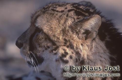 King Cheetah/Acinonyx jubatus jubatus        King cheetah looks into the distance        Captive        
