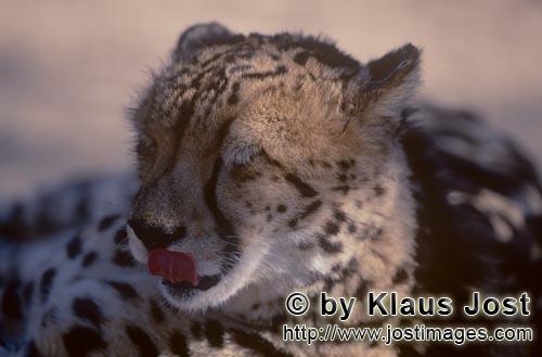 King Cheetah/Acinonyx jubatus jubatus        King cheetah clicks his tongue        Captive        