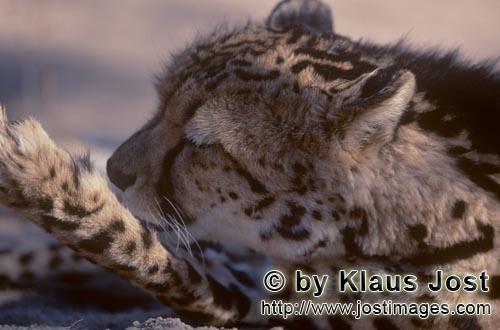 King Cheetah/Acinonyx jubatus jubatus        Important for the King Cheetah: Paw care        Captive