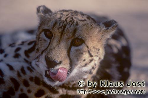 King Cheetah/Acinonyx jubatus jubatus        King Cheetah presented his tongue            Captive          