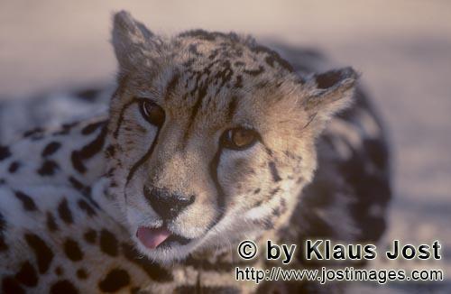King Cheetah/Acinonyx jubatus jubatus        King cheetah portrait         Captive                    