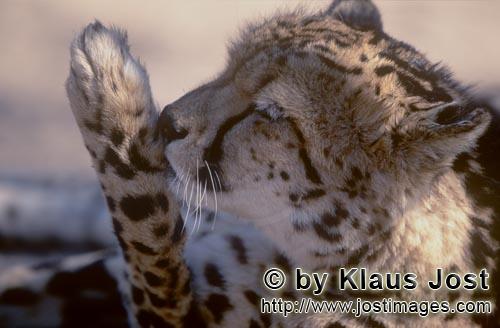 King Cheetah/Acinonyx jubatus jubatus        King Cheetah cleans his paw         Captive        
