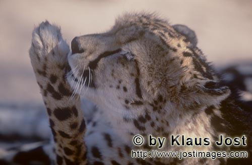 King Cheetah/Koenigsgepard/Acinonyx jubatus    Koenigsgepard leckt seine Pfote  King cheetah portrait  