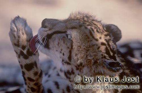 King Cheetah/Acinonyx jubatus jubatus        Devotedly cares the King Cheetah his paw         Captiv