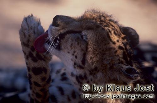 King Cheetah/Acinonyx jubatus jubatus        King Cheetah - Intensive Paw Care        Captive              