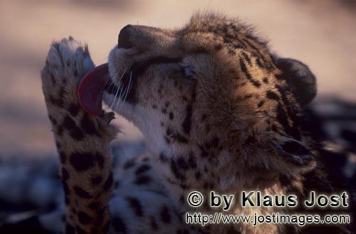 King Cheetah/Koenigsgepard/Acinonyx jubatus    Koenigsgepard leckt seine Pfote  King cheetah portrait  