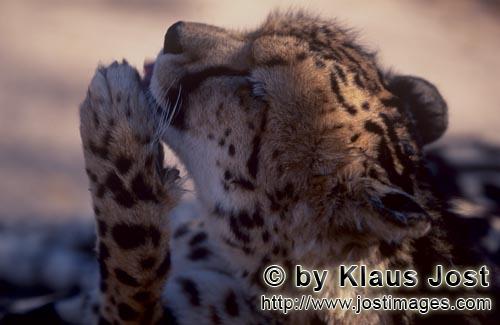 King Cheetah/Acinonyx jubatus jubatus        King Cheetah - important paw care         Captive            