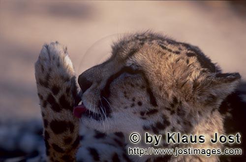 King Cheetah/Koenigsgepard/Acinonyx jubatus    Koenigsgepard leckt seine Pfoten  King cheetah portrait