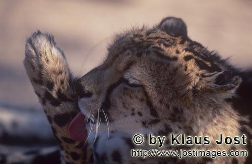 King Cheetah/Acinonyx jubatus jubatus        King Cheetah - Paw Care        Captive                