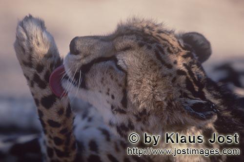 King Cheetah/Acinonyx jubatus jubatus        King Cheetah maintains his paw        Captive                