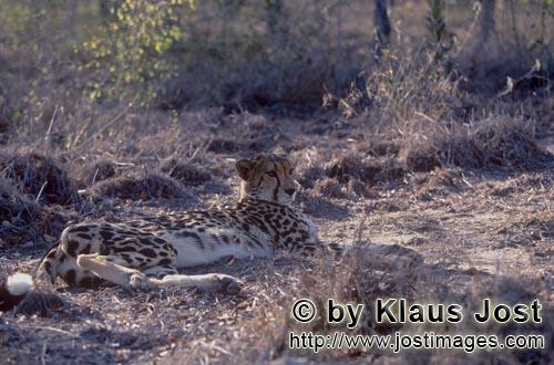 King Cheetah/Koenigsgepard/Acinonyx jubatus    Koenigsgepard liegend  King cheetah portrait  Captive    D