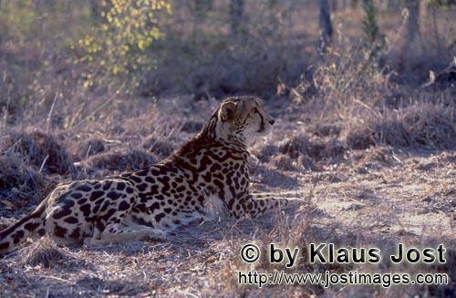 King Cheetah/Acinonyx jubatus jubatus        King Cheetah probed the situation        Captive        