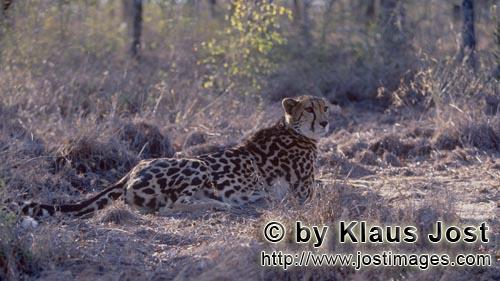 King Cheetah/Koenigsgepard/Acinonyx jubatus    Koenigsgepard ruht sich aus  King cheetah portrait  Capt