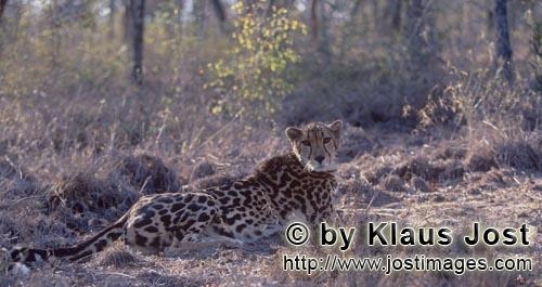 King Cheetah/Acinonyx jubatus jubatus        King Cheetah is startled        Captive                