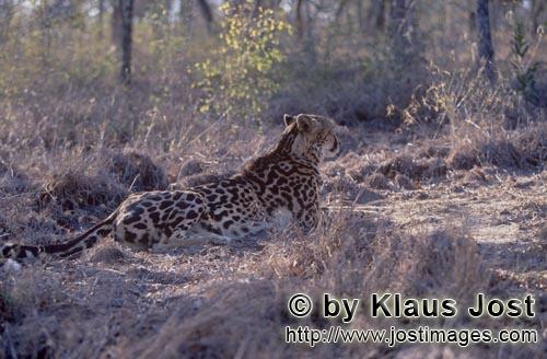 King Cheetah/Koenigsgepard/Acinonyx jubatus    Koenigsgepard ruht sich aus  King cheetah portrait  Capt