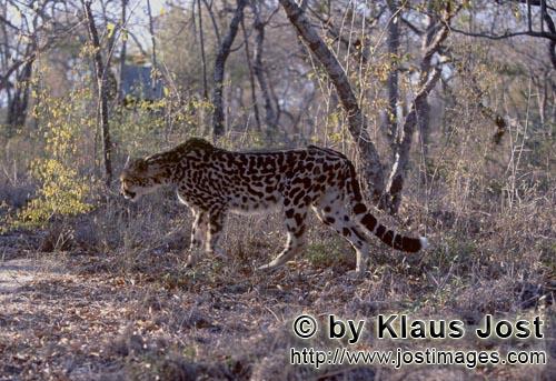 King Cheetah/Acinonyx jubatus jubatus        Big Cat King Cheetah         Captive                