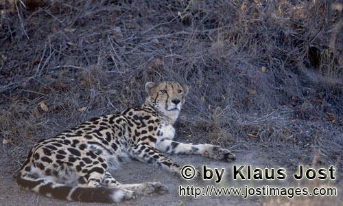 King Cheetah/Acinonyx jubatus jubatus        King Cheetah in the dry bush        Captive        