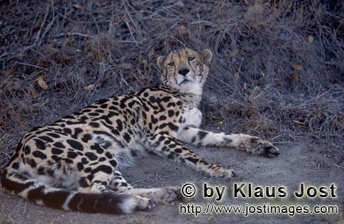 King Cheetah/Acinonyx jubatus jubatus        King cheetah resting            Captive    
