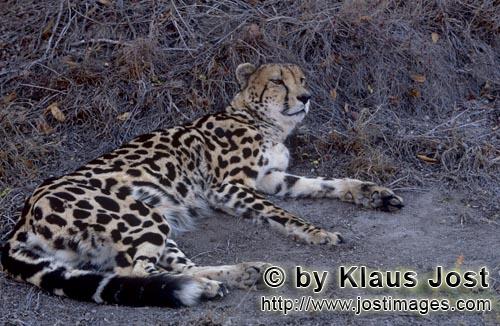 King Cheetah/Acinonyx jubatus jubatus        Dormant King Cheetah         Captive                