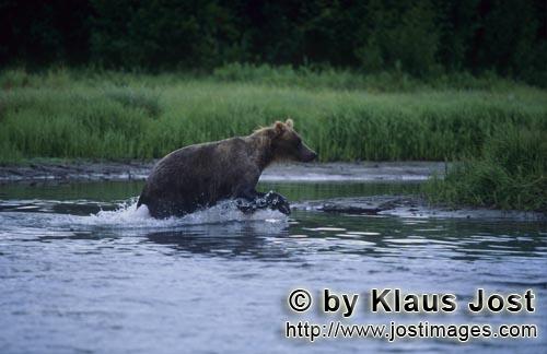 Braunbaer/Brown Bear/Ursus arctos horribilis    Braunbaer beim Lachsfischen im Fluß    