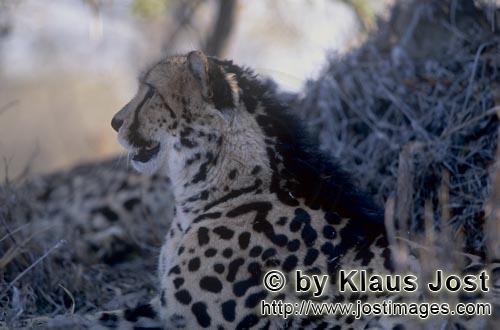 King Cheetah/Acinonyx jubatus jubatus        Observing King Cheetah        Captive            