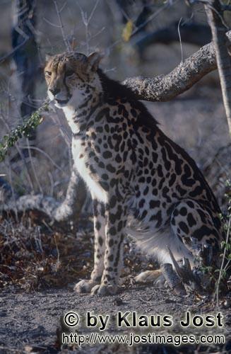 King Cheetah/Acinonyx jubatus jubatus        King Cheetah looks critically         Captive                