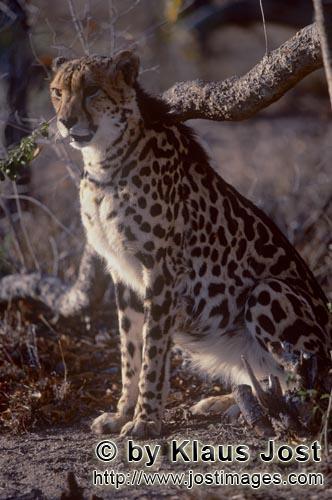 King Cheetah/Acinonyx jubatus jubatus        The King Cheetah is concerned        Captive                    
