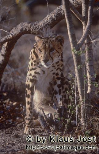 King Cheetah/Acinonyx jubatus jubatus        King Cheetah under a tree branch         Captive        