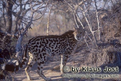 King Cheetah/Acinonyx jubatus jubatus        King Cheetah review the situation         Captive            