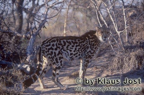 King Cheetah/Acinonyx jubatus jubatus        King Cheetah looks around searchingly         Captive    
