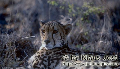King Cheetah/Koenigsgepard/Acinonyx jubatus    Koenigsgepard   King cheetah   Captive    Der Gepard ist i