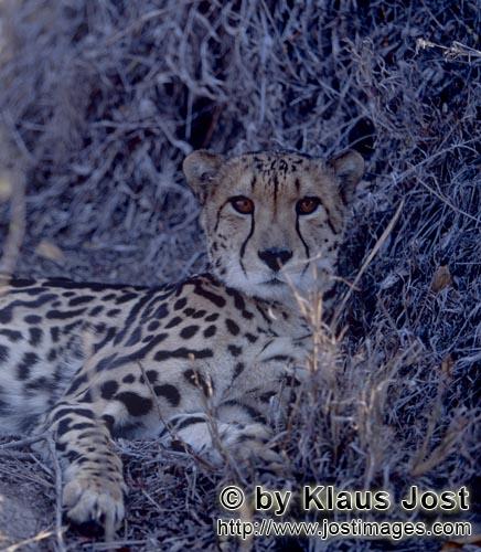 King Cheetah/Acinonyx jubatus jubatus        King Cheetah before desiccated bush         Captive        