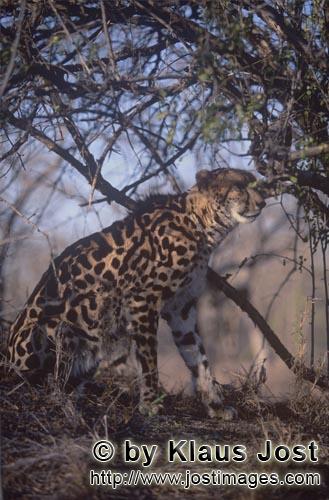 King Cheetah/Acinonyx jubatus jubatus        The king cheetah has made a discovery        Captive
